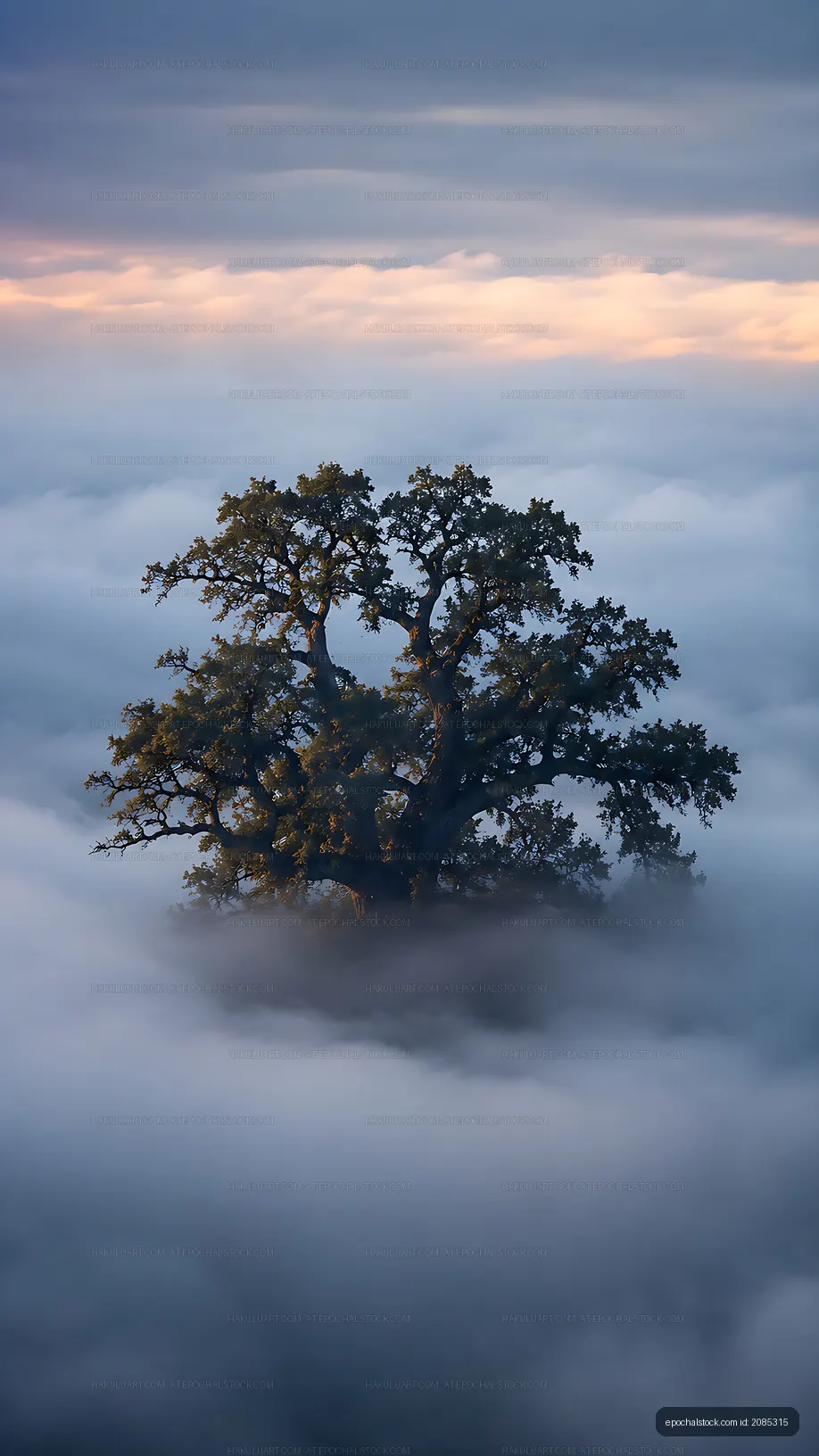 Lone tree above foggy landscape at sunrise