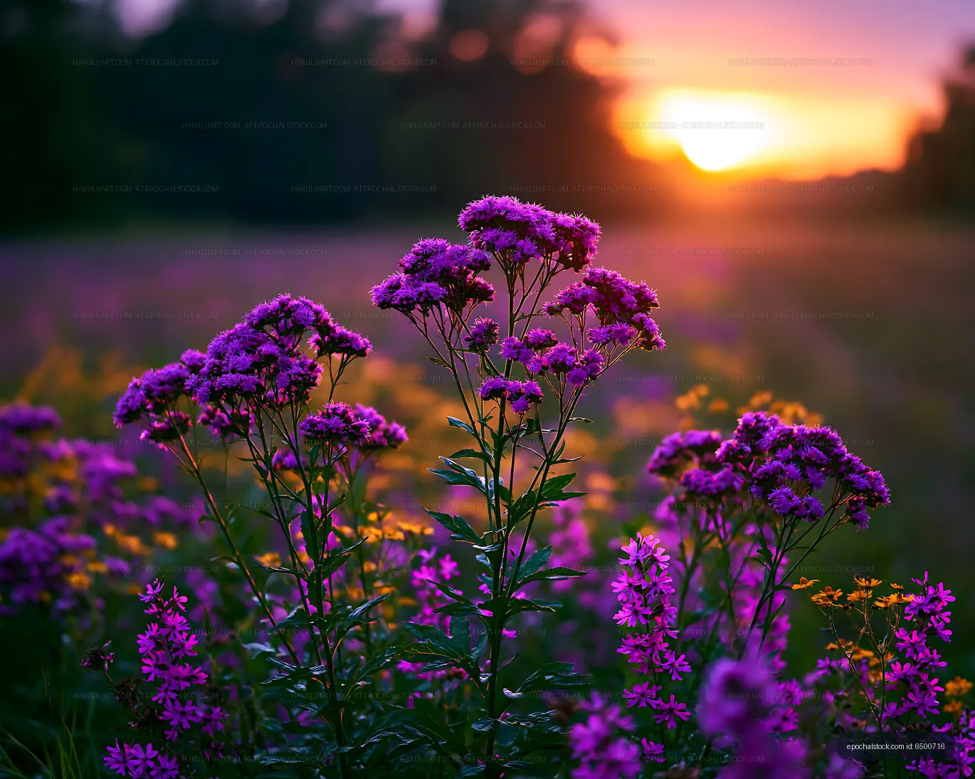 Colorful flowers in a field at sunset