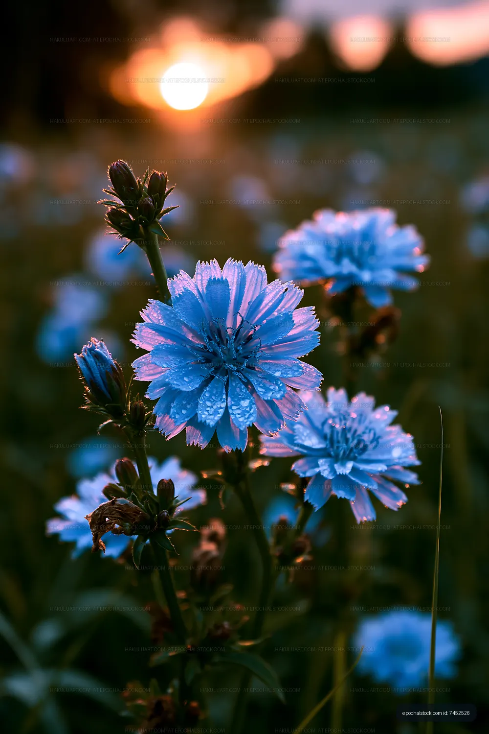 Blue flowers bloom in a field during sunset