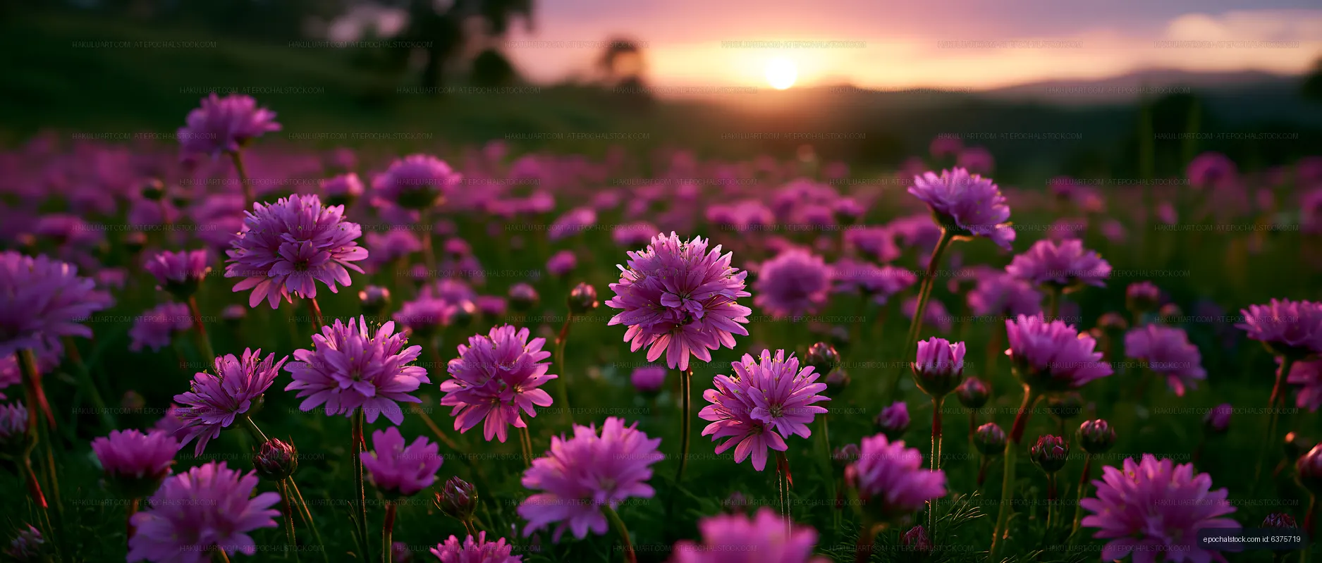 Colorful flowers in a meadow during sunset