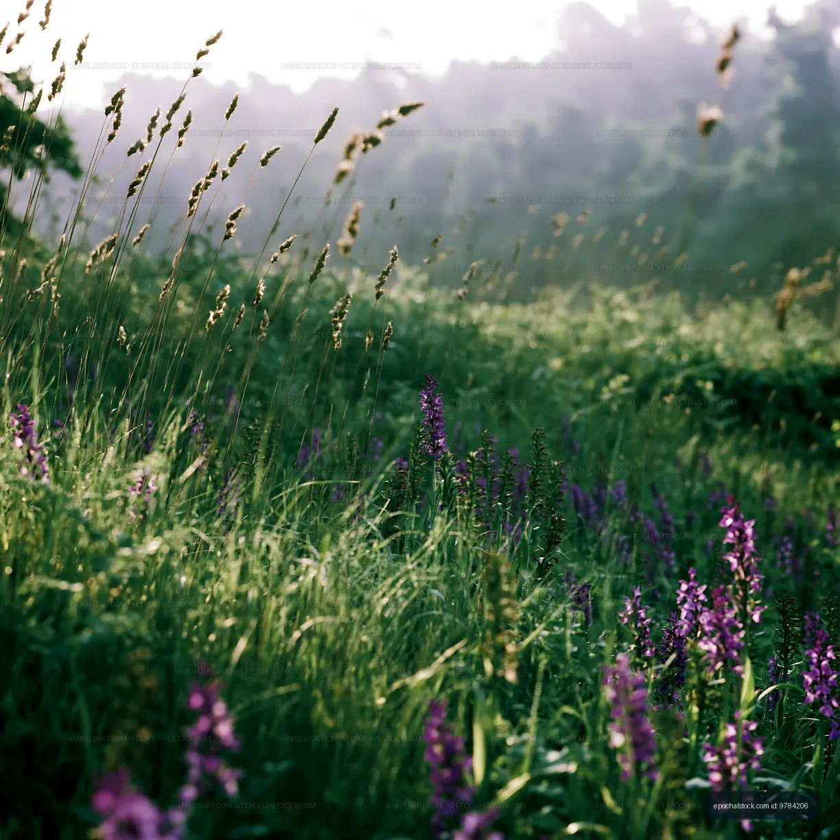 Wildflowers in a green field during morning light