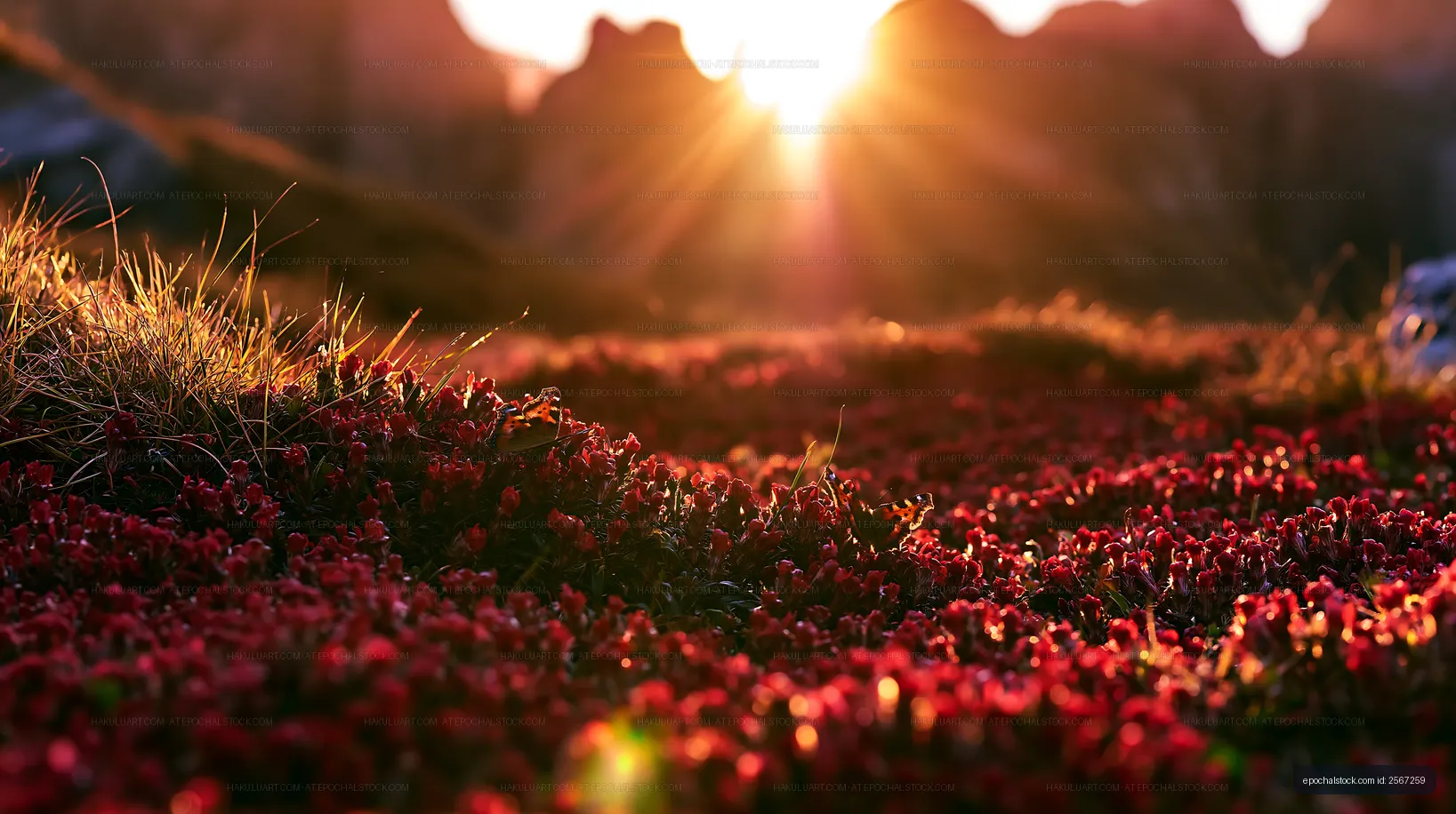 Sunrise over a field of red flowers in a mountain landscape