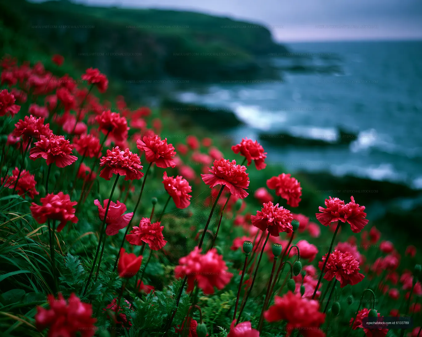 Red flowers near the ocean on a cloudy day