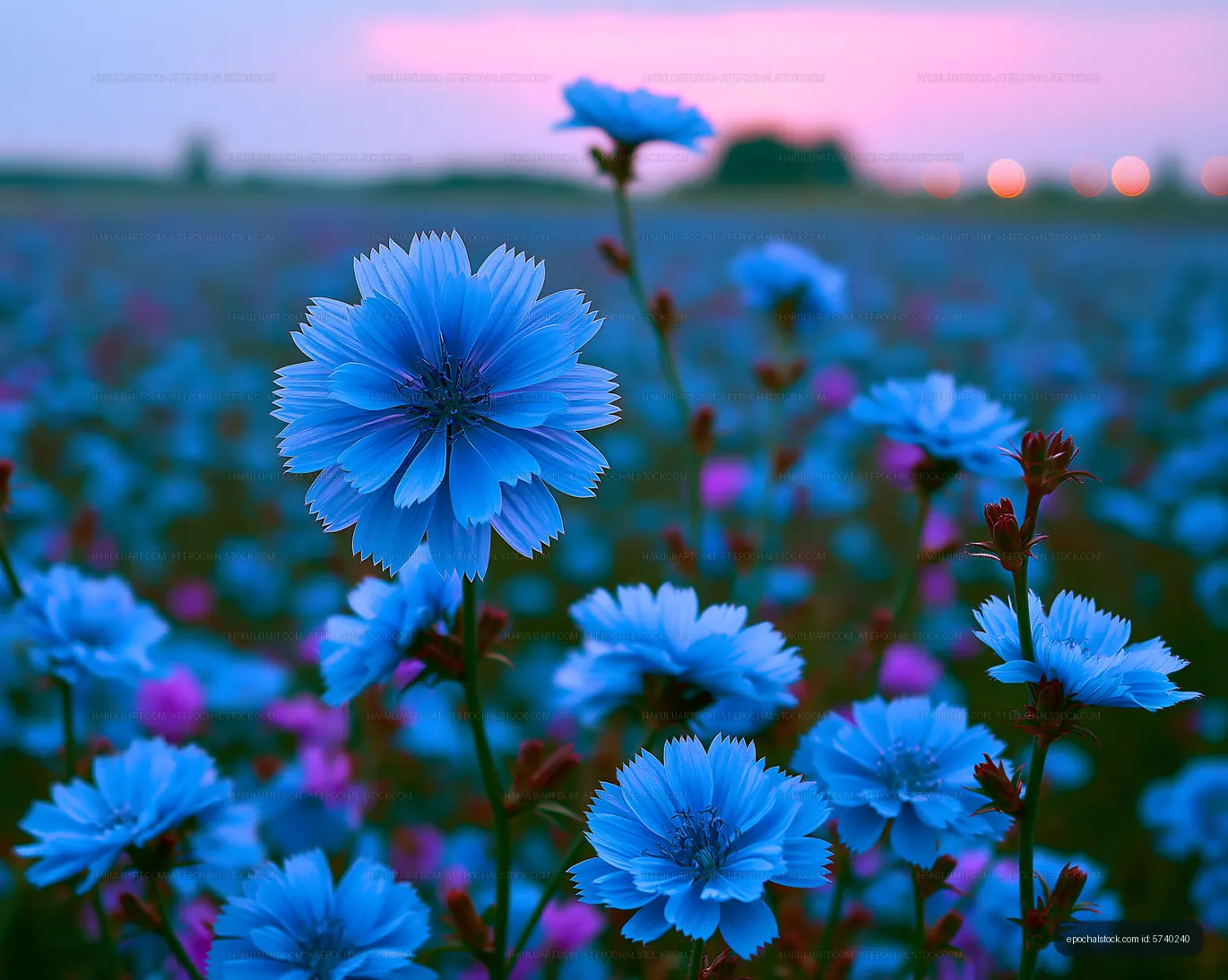 Blue flowers blooming in a field at sunset