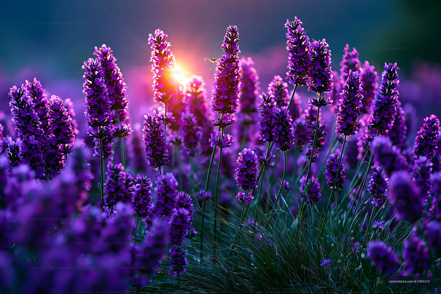 Lavender field at sunset with bright purple flowers