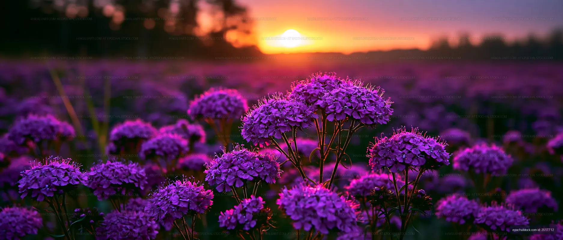 Purple flowers bloom in a field at sunset