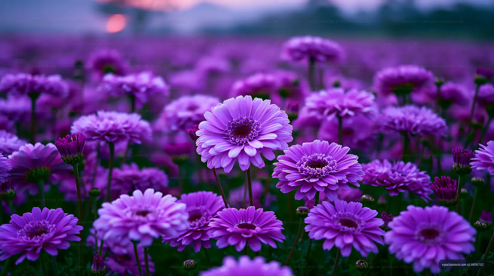 Vibrant field of purple flowers at sunset in nature