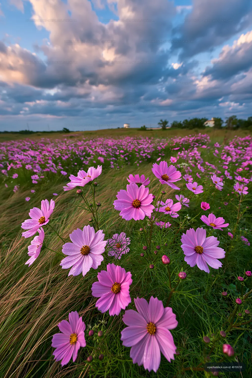 Vibrant field of pink flowers under a cloudy sky