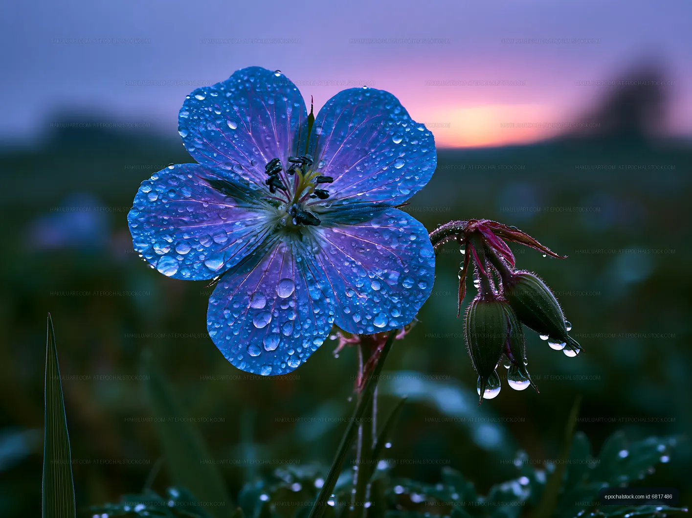 Purple flower with dew drops at sunrise