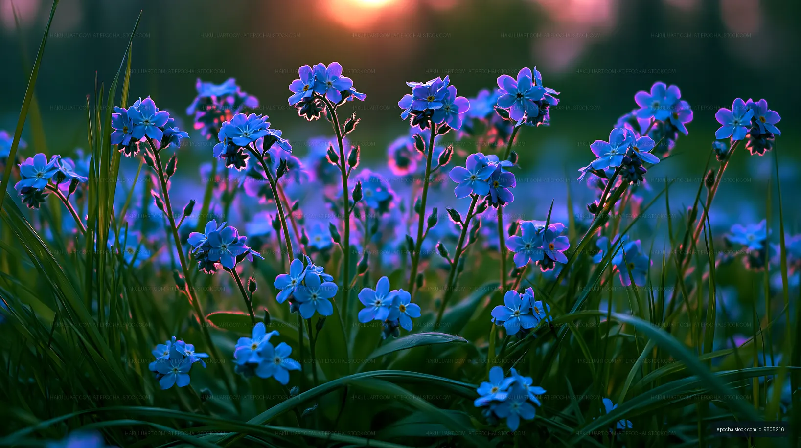 Wildflowers bloom in a field at sunset