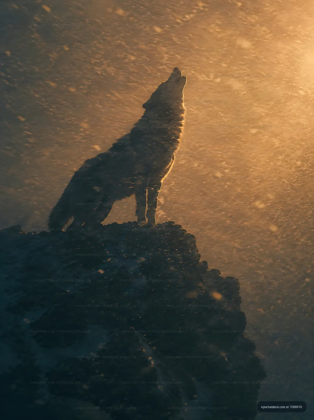 Wolf howls at the moon from a rocky ledge during a snowstorm