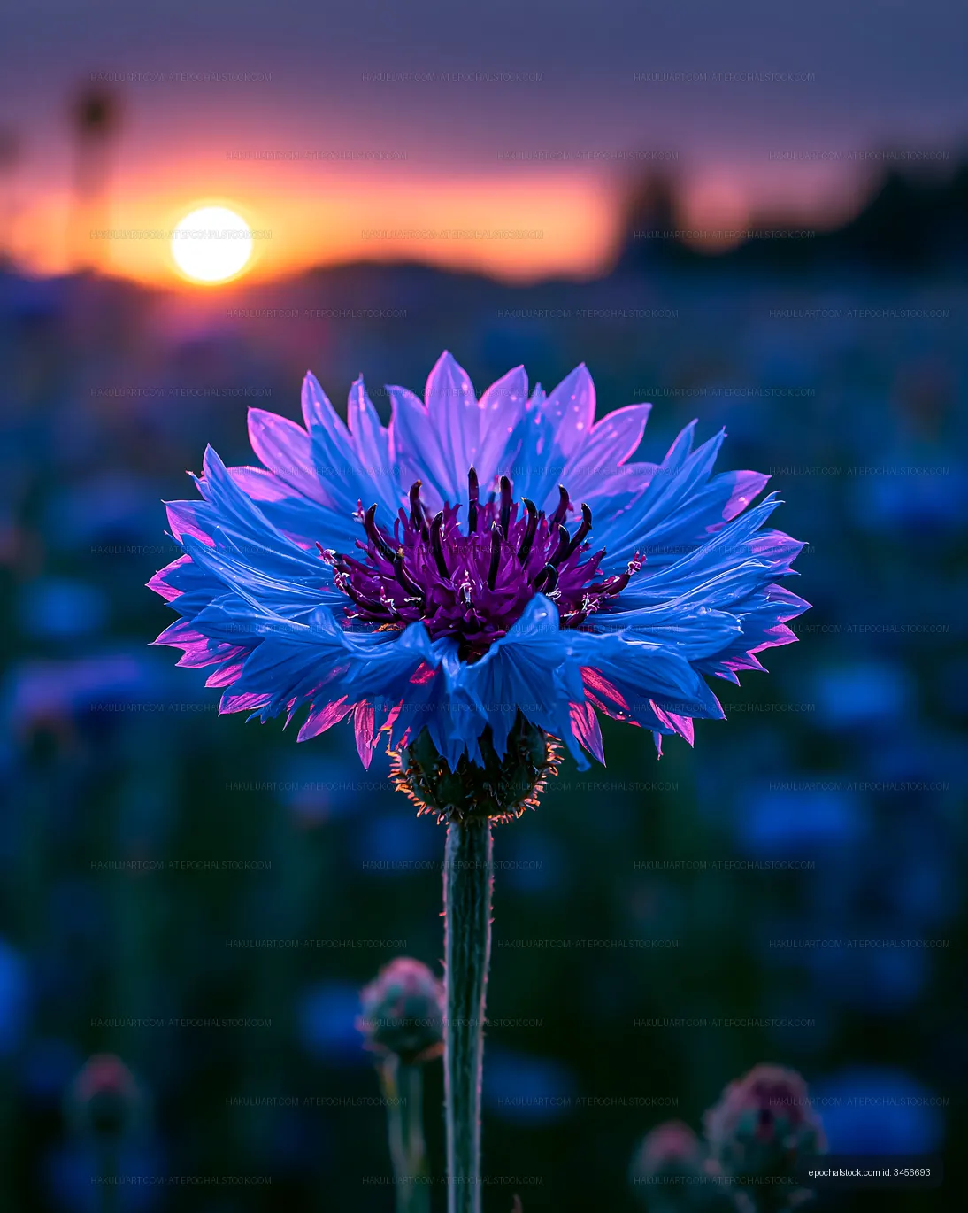 Bright flower with sunset in the background at a field