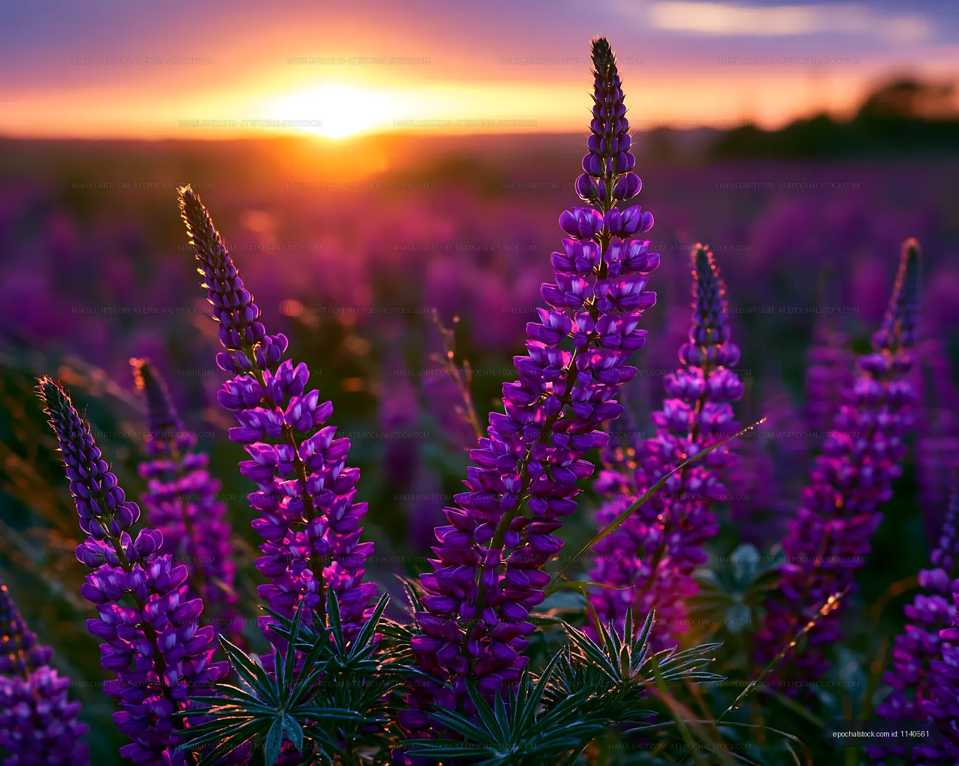 Purple flowers at sunset in a field