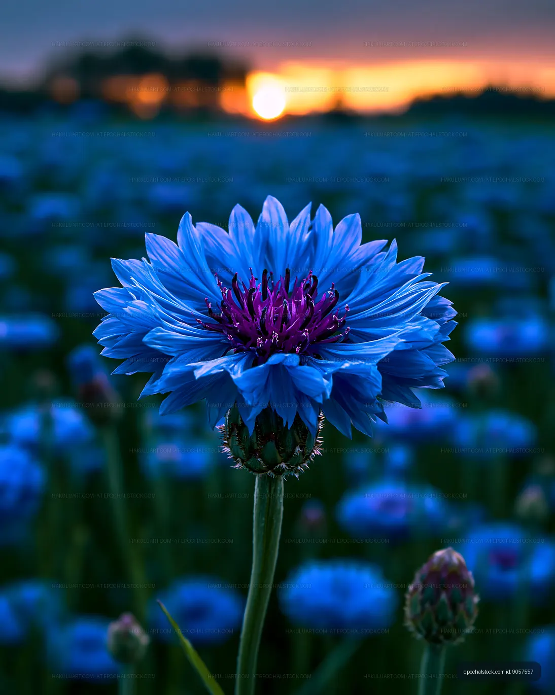 Bright blue flower stands alone at sunset in a field