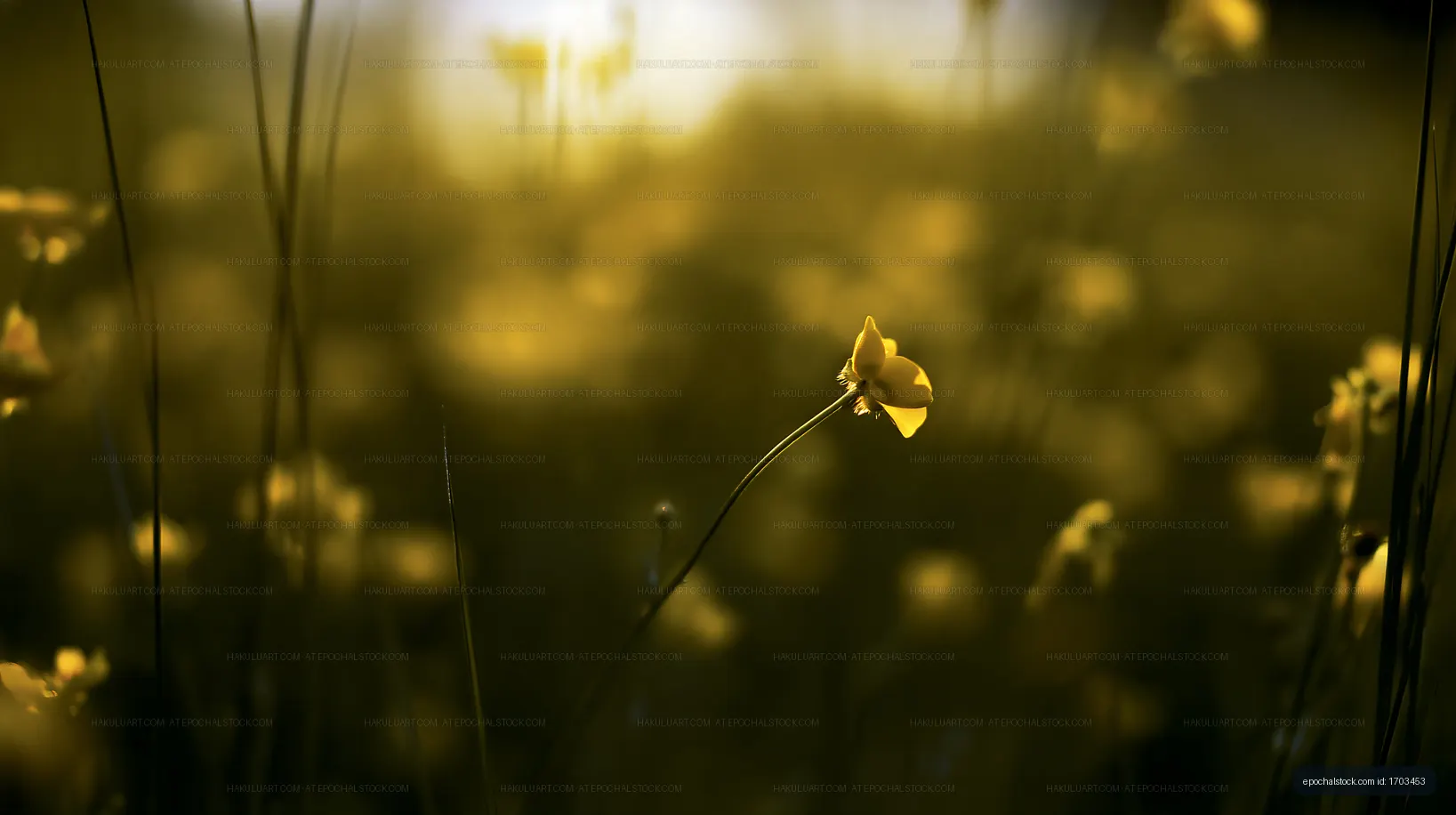 Yellow flower in a field during sunset