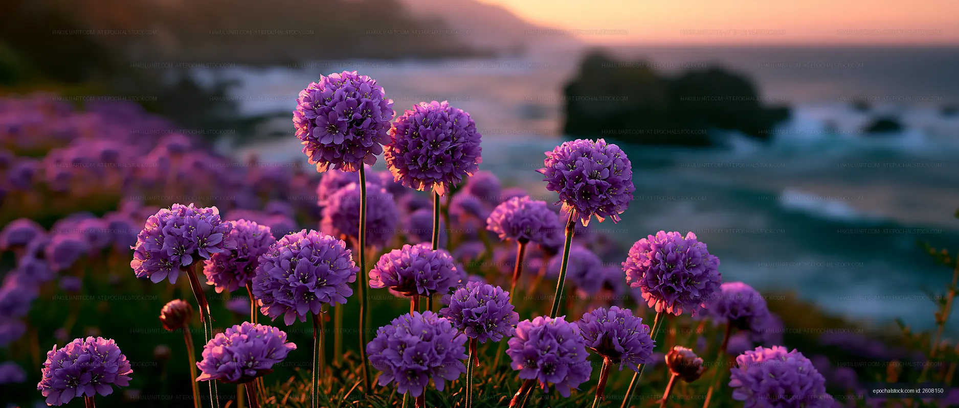 Vivid purple flowers bloom near the ocean at sunset