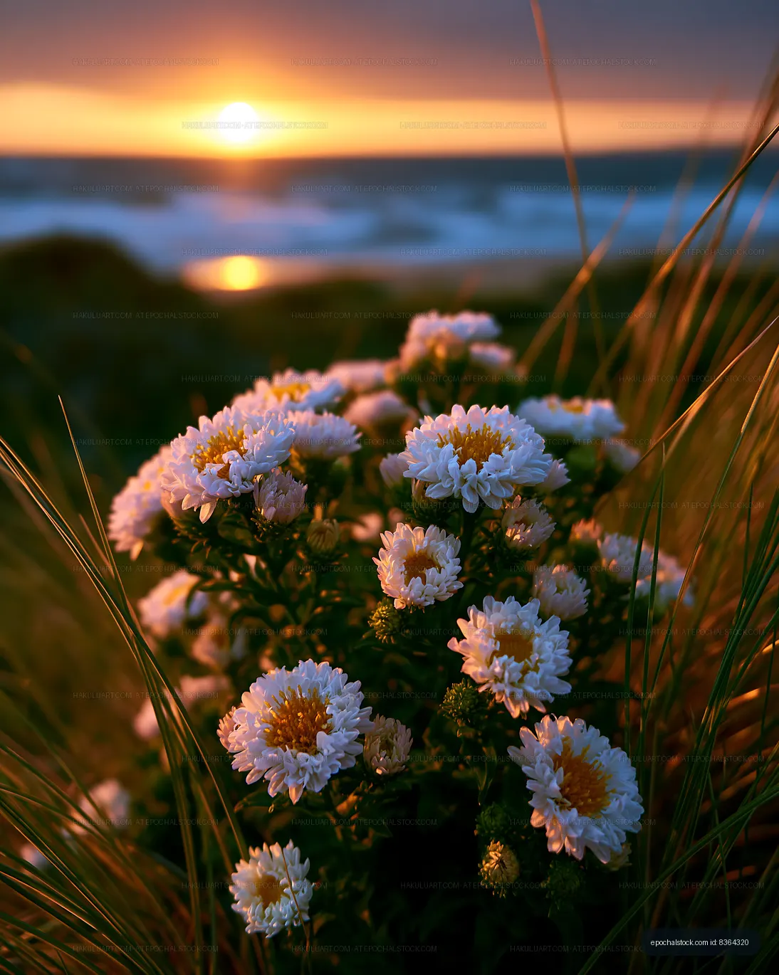 Flowers bloom by the beach during sunset near the ocean