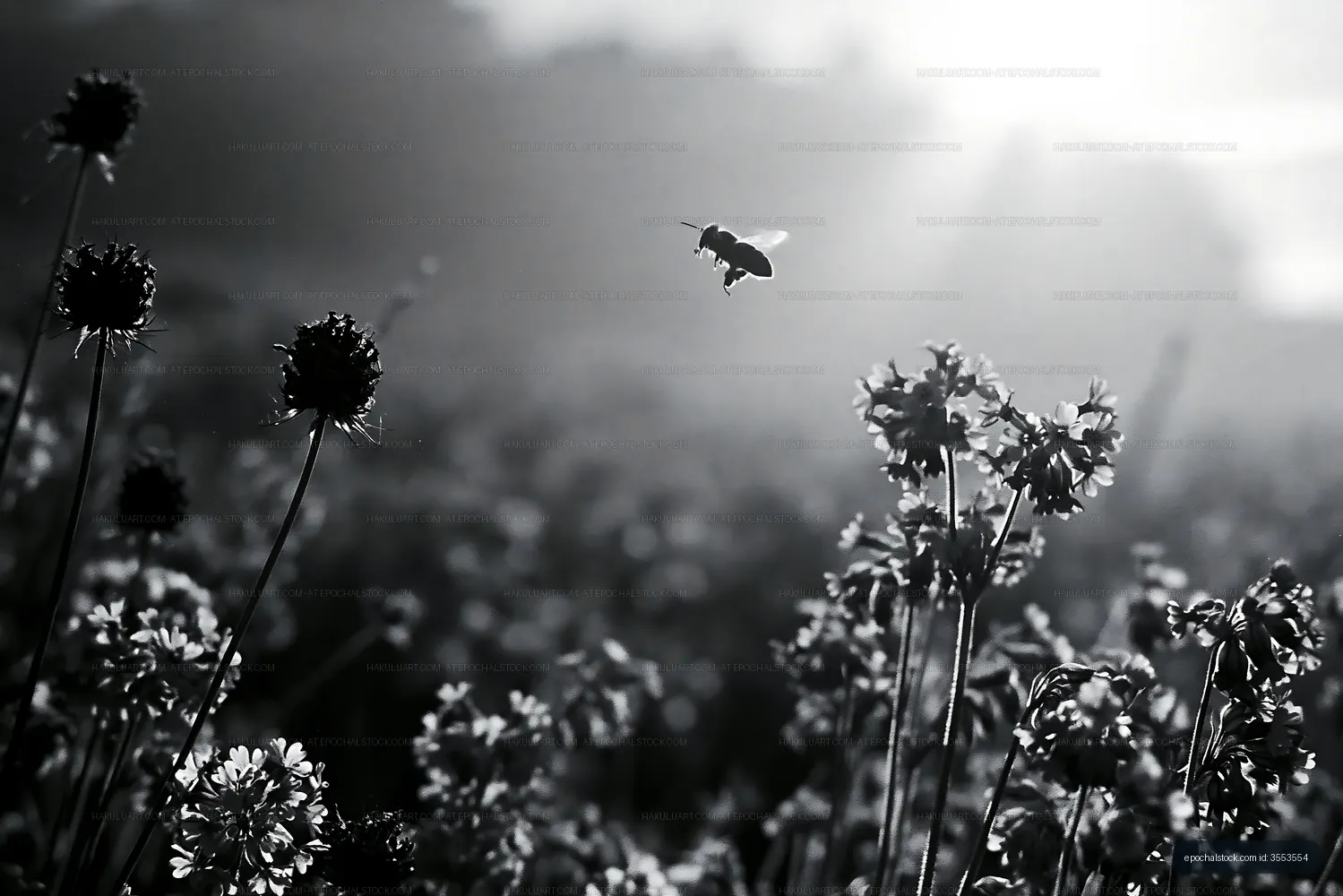 Bee flying over wildflowers in a black and white field