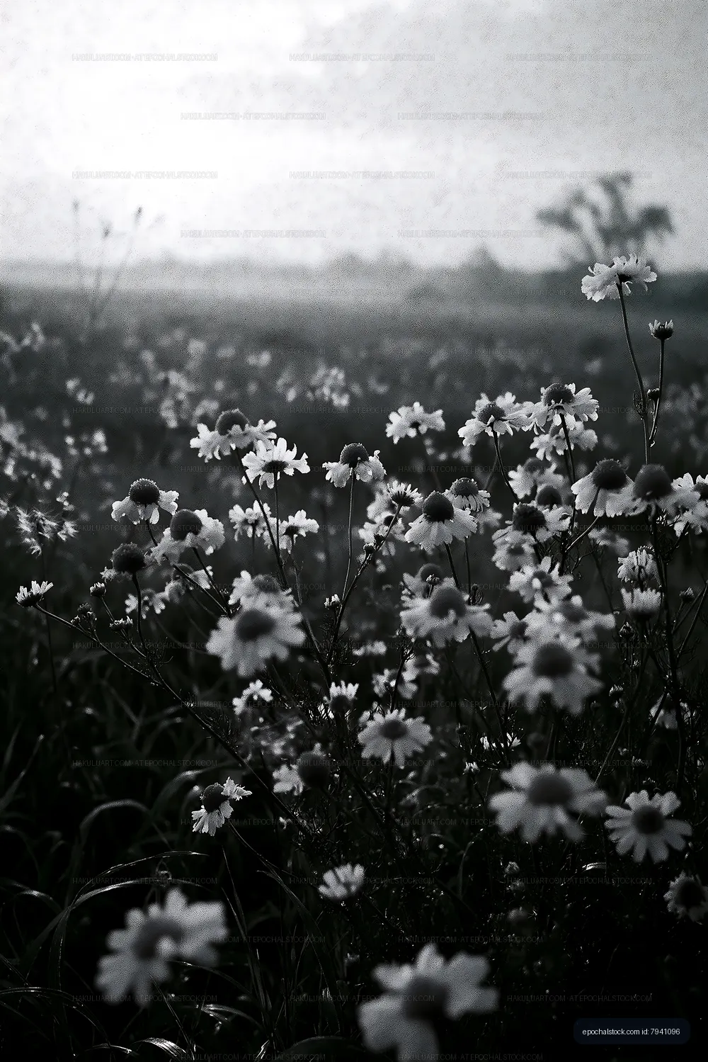 Field of white daisies in black and white under cloudy sky