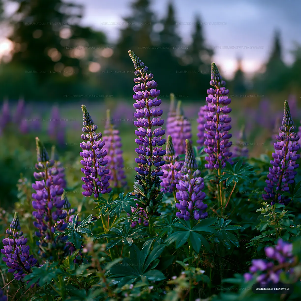 Violet flowers bloom in the field during sunset