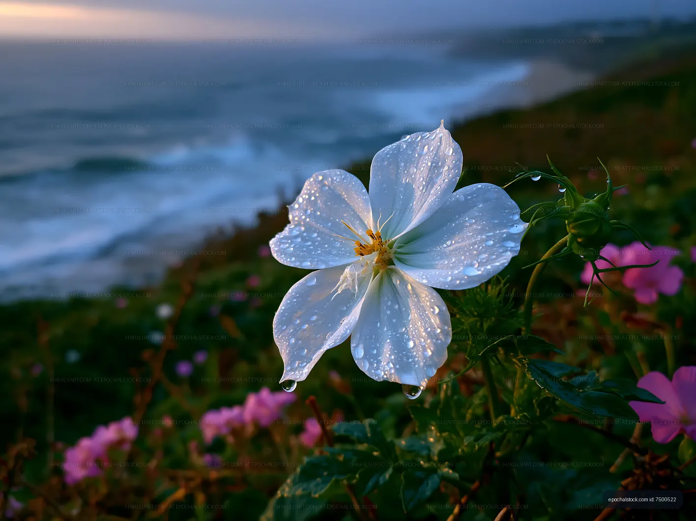 White flower with dew by the ocean at sunset
