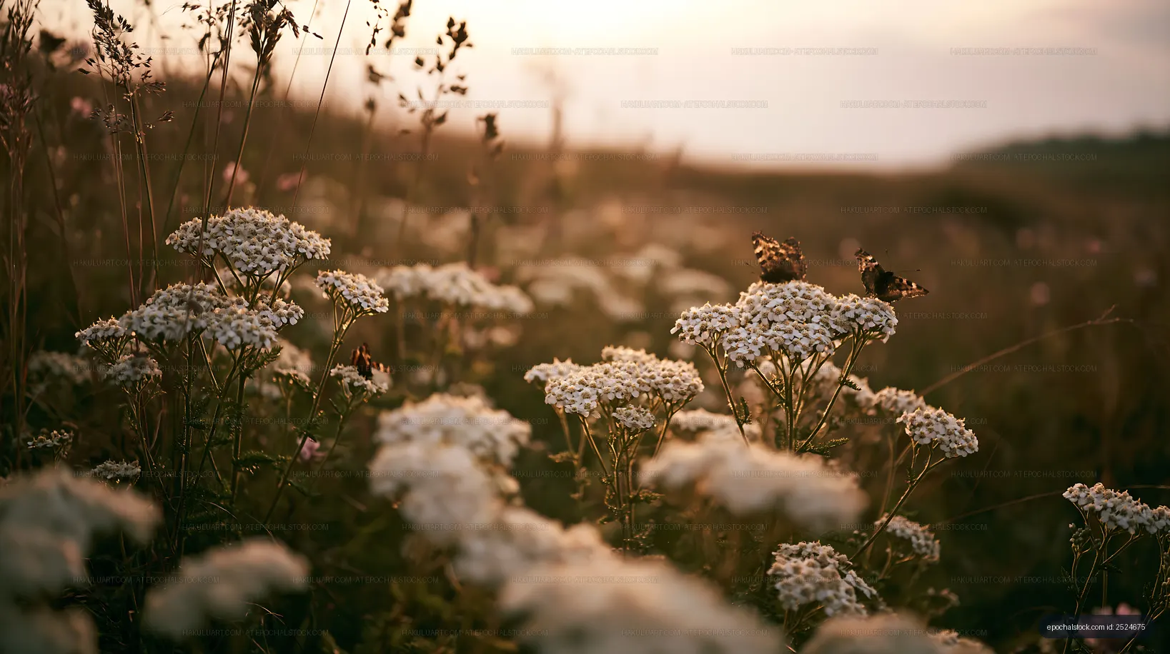 Butterflies on white flowers during sunset in a grassy field