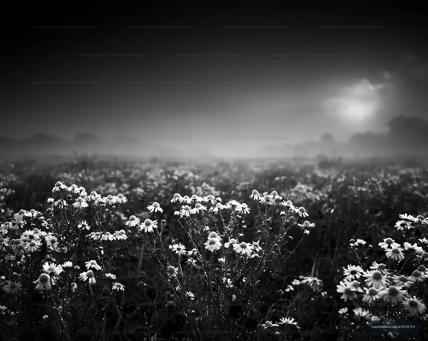 Black and white flowers in foggy field during morning light