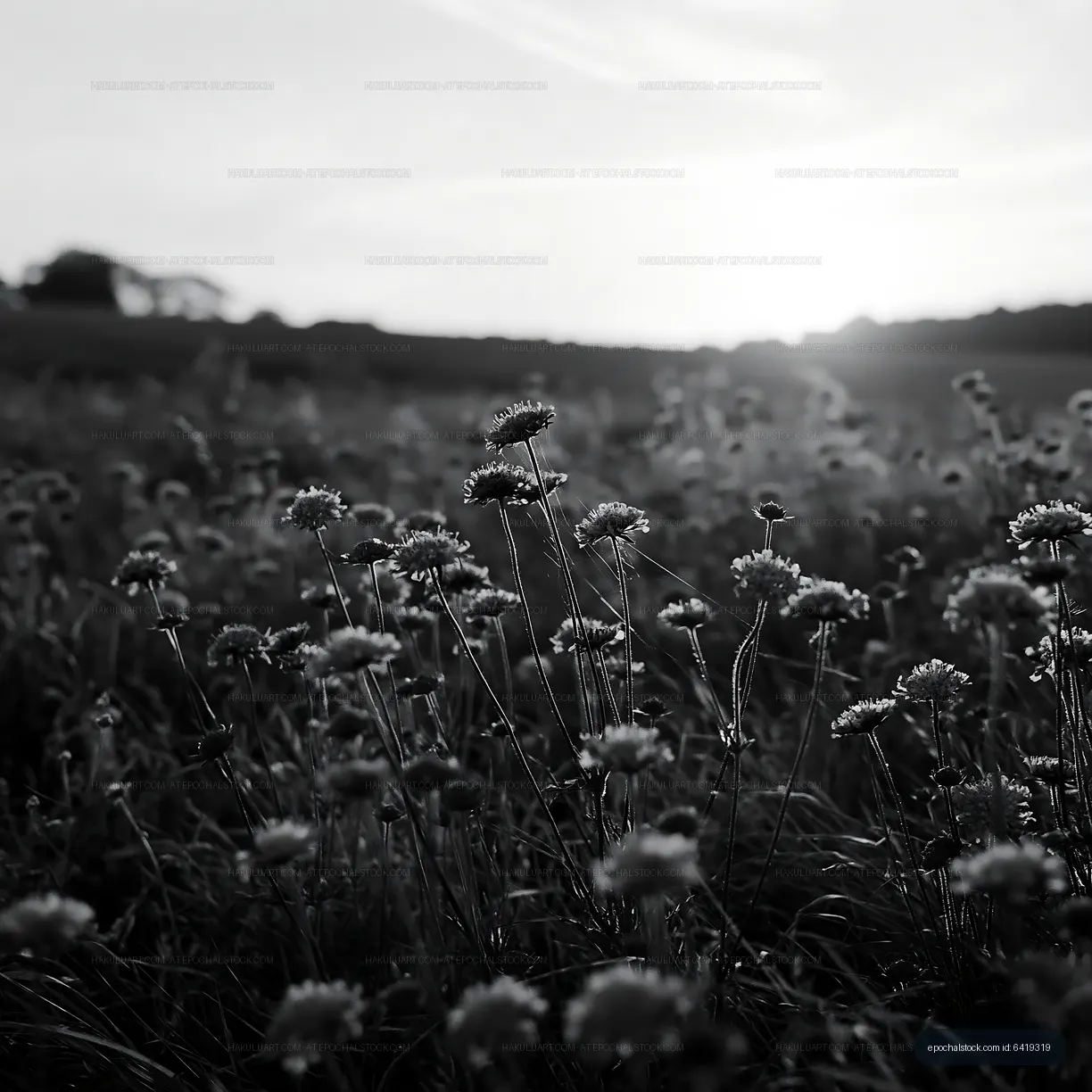 Wildflowers in a field at sunset