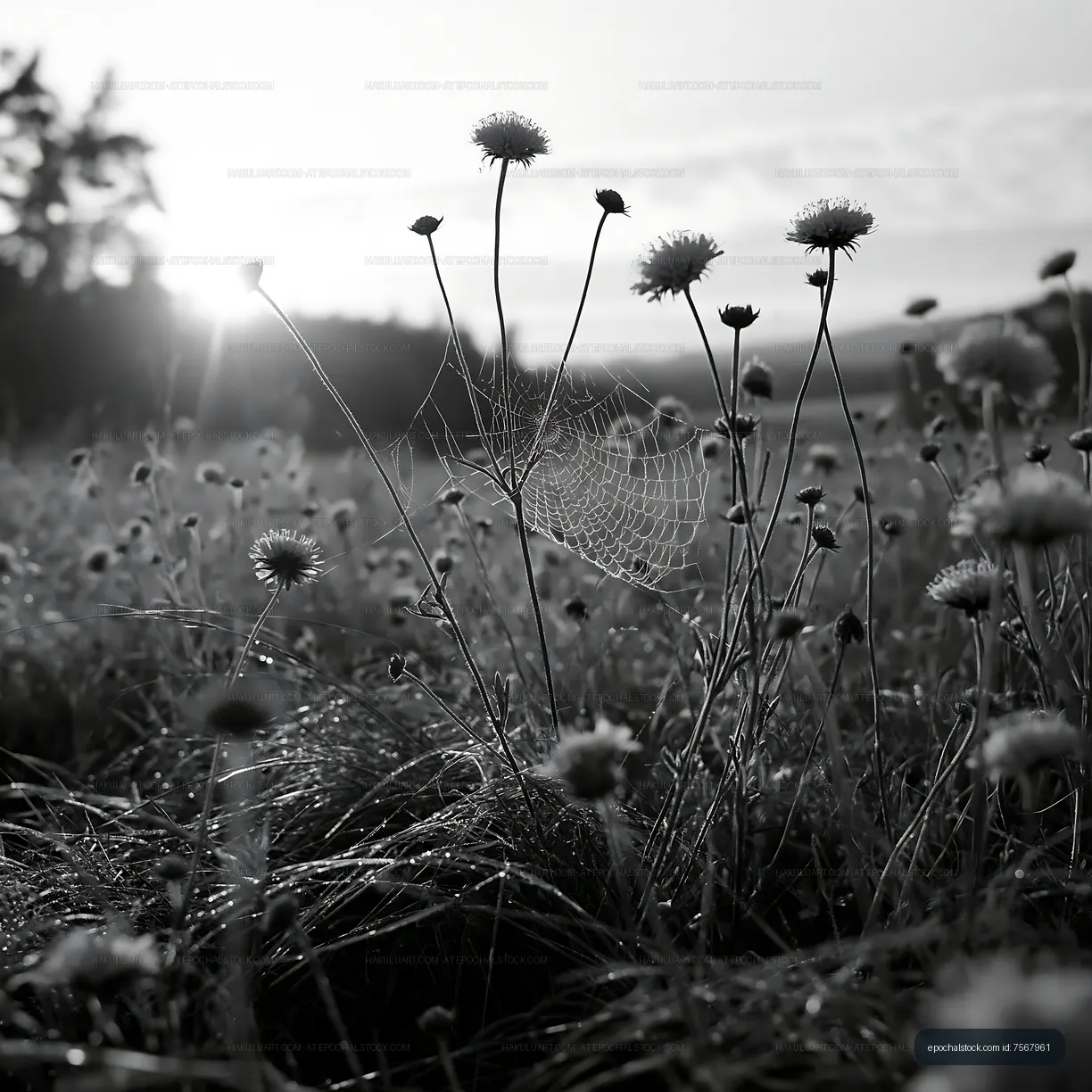 Sunrise over wildflowers with spider web in grassy field