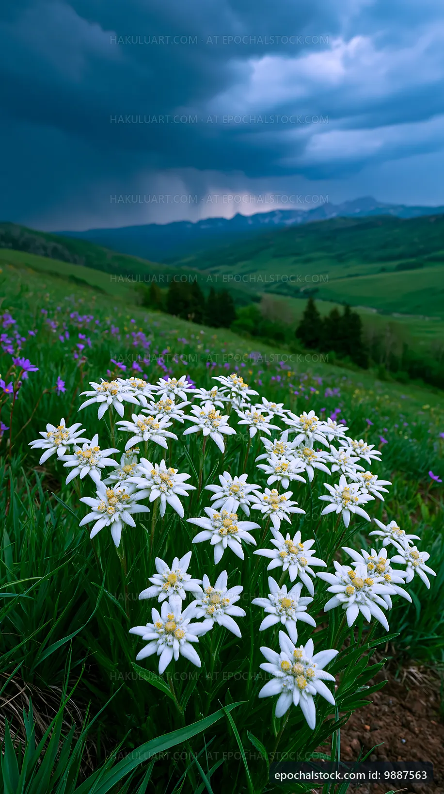 Wildflowers bloom in a mountain valley under a dramatic sky