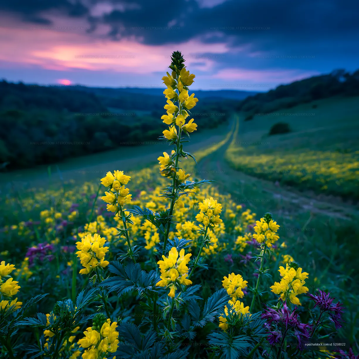 Yellow flowers bloom on a hillside at sunset