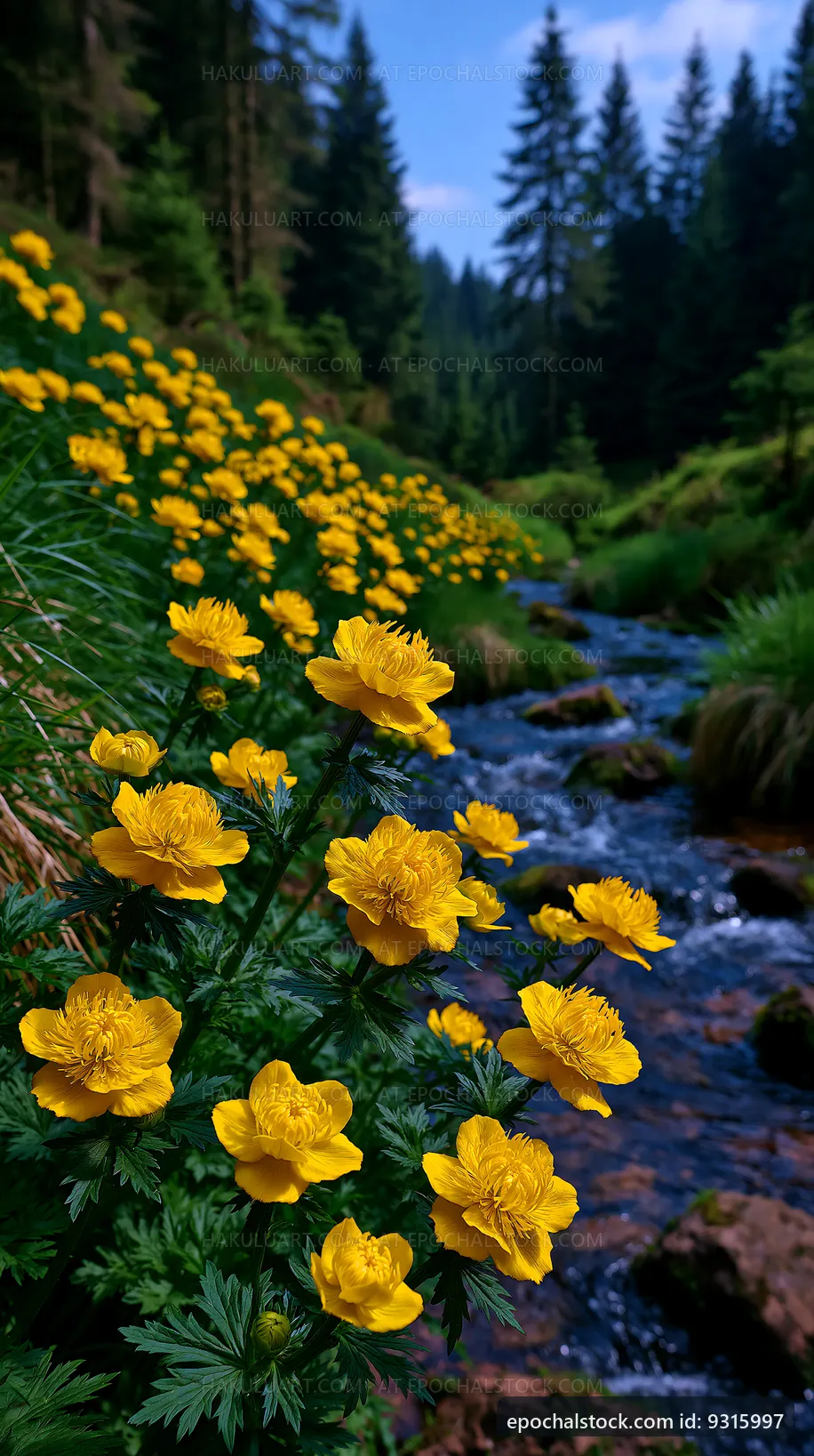Yellow flowers blooming by a clear stream in a forest valley