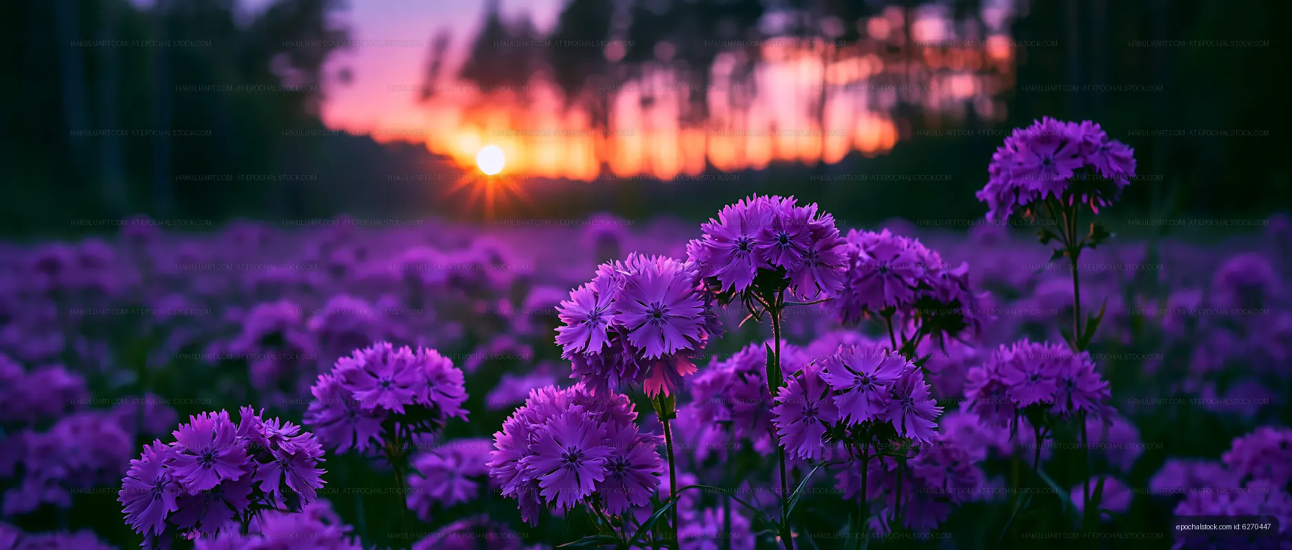 Vibrant purple flowers with sunset in the background