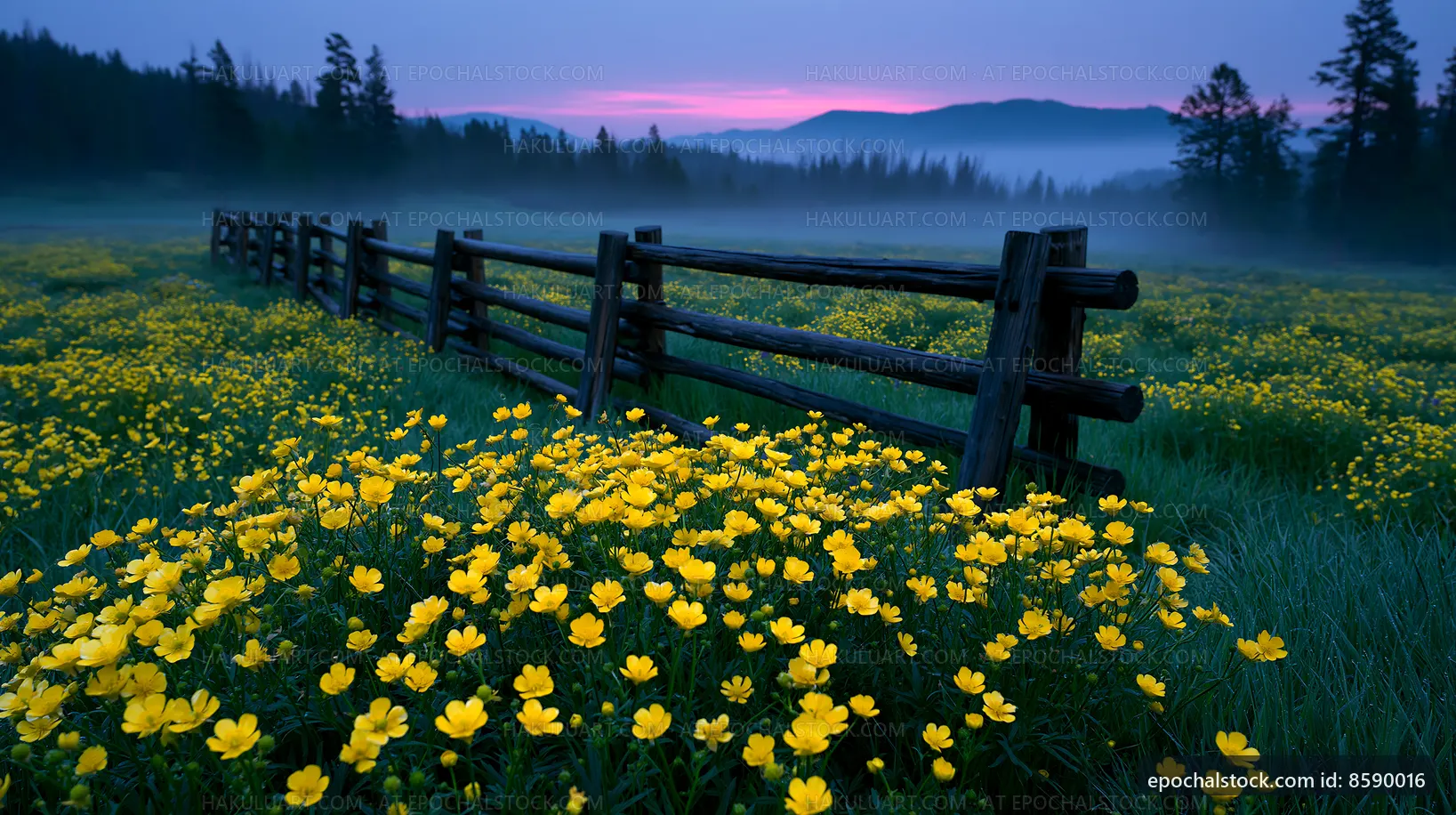 Meadow with yellow flowers and wooden fence at dusk
