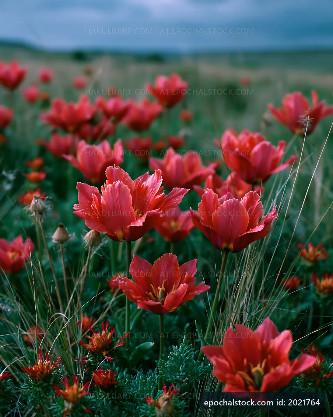 Red flowers bloom in a green field under a cloudy sky
