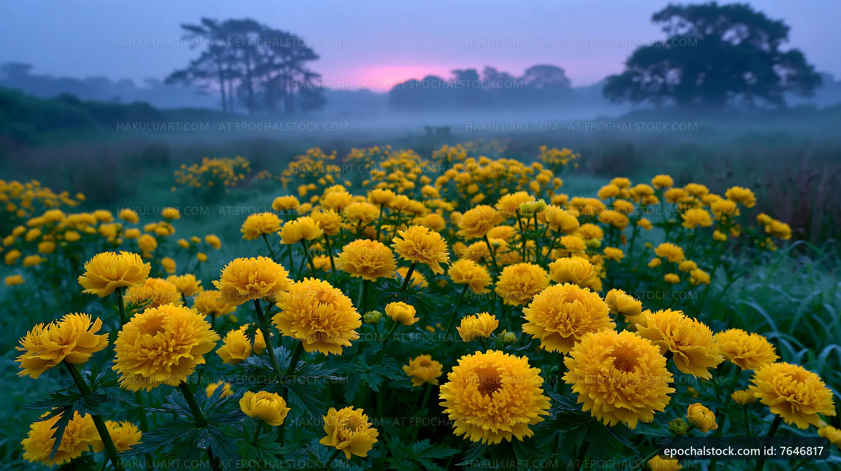 Yellow flowers in a foggy field at dawn