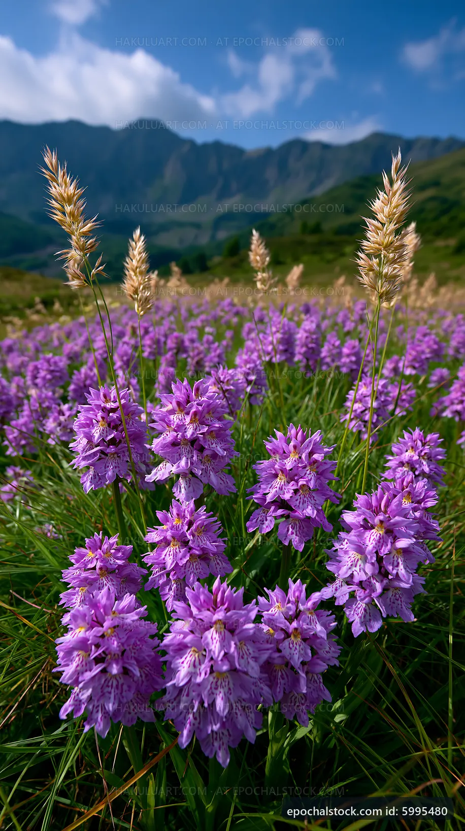 Vibrant wildflowers bloom in a mountain field