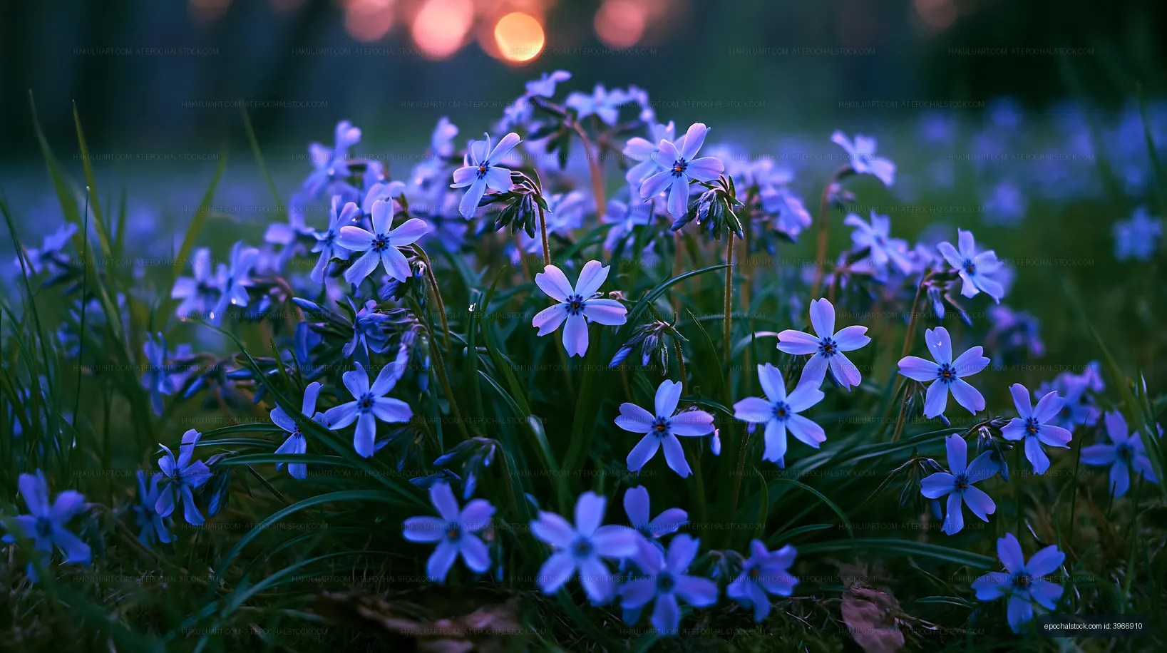 Blooming blue flowers in the early evening light
