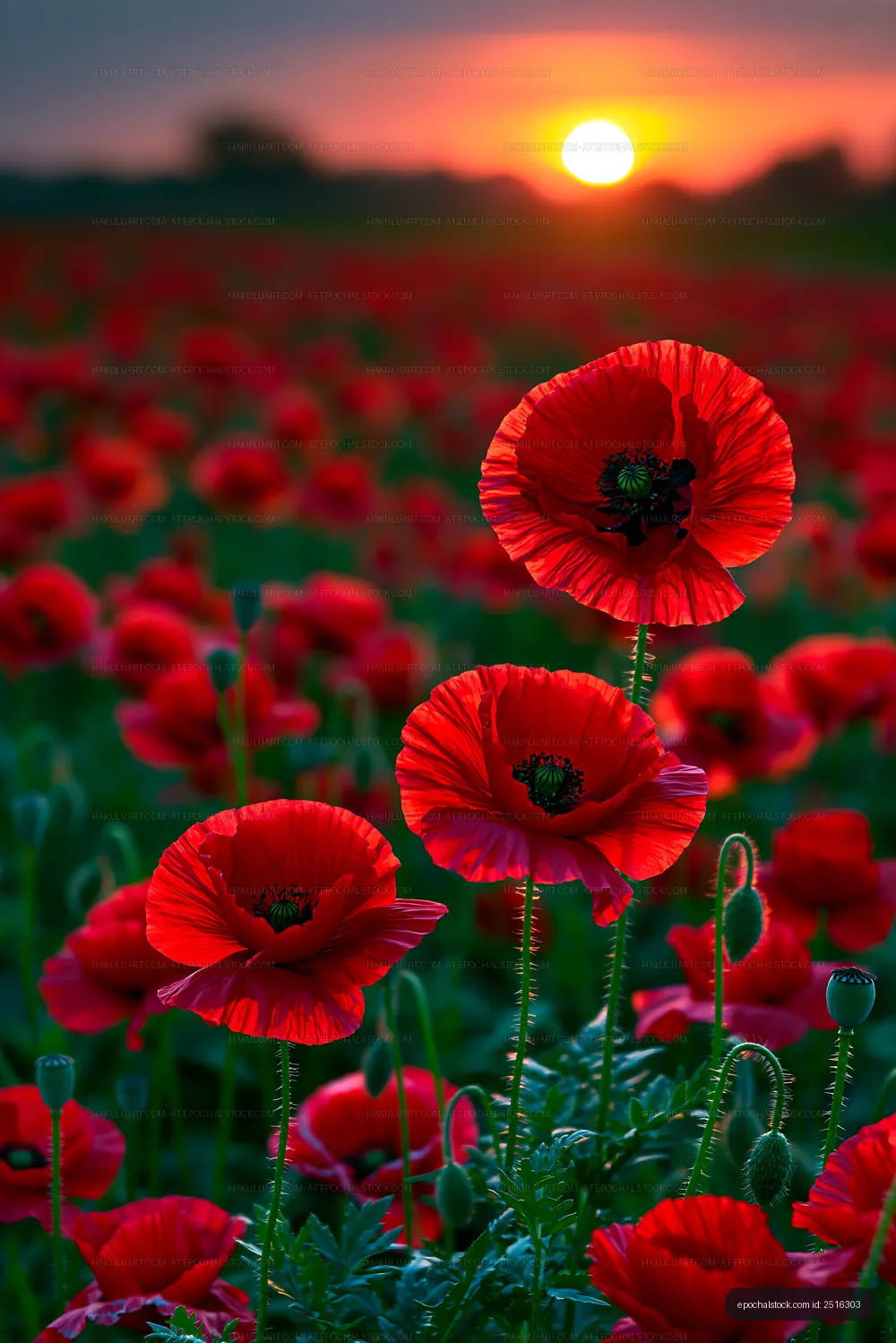 Bright red poppies bloom in a field during sunset
