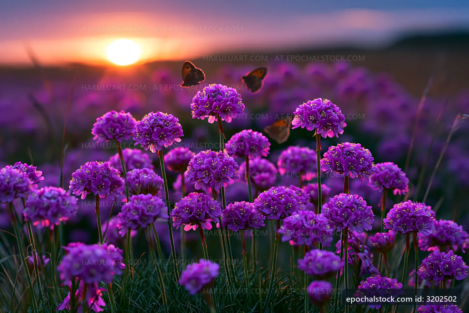 Sunset over purple flowers with butterflies in a field