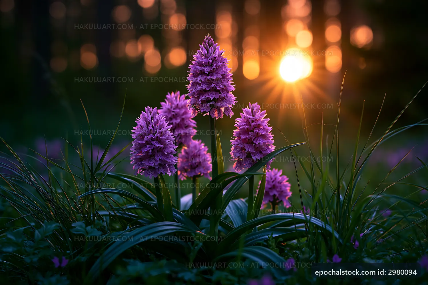 Purple flowers bloom during sunset in a forest