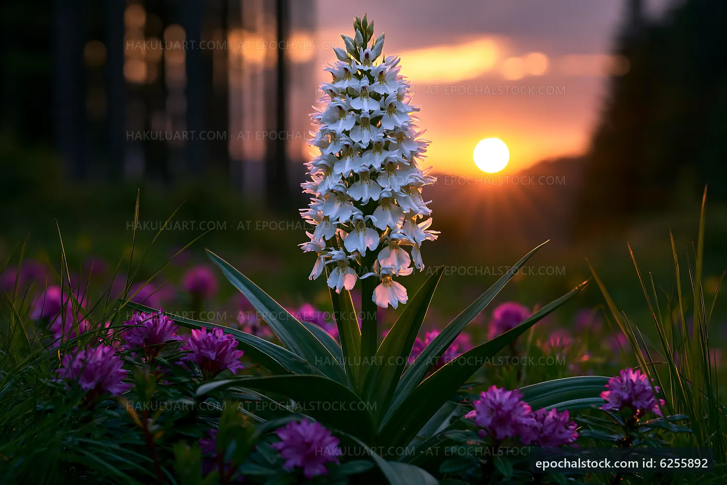 Sunset over wildflowers and white orchid in a field