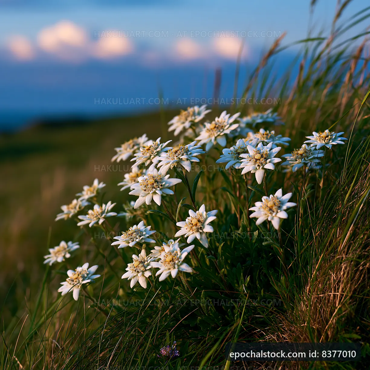 Wildflowers bloom on a hillside during sunset