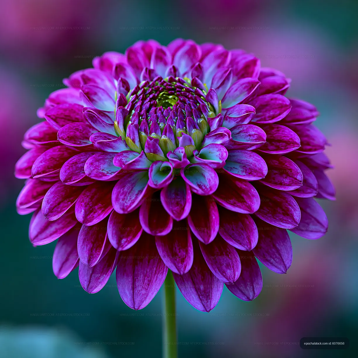 Purple dahlia flower with layered petals in garden