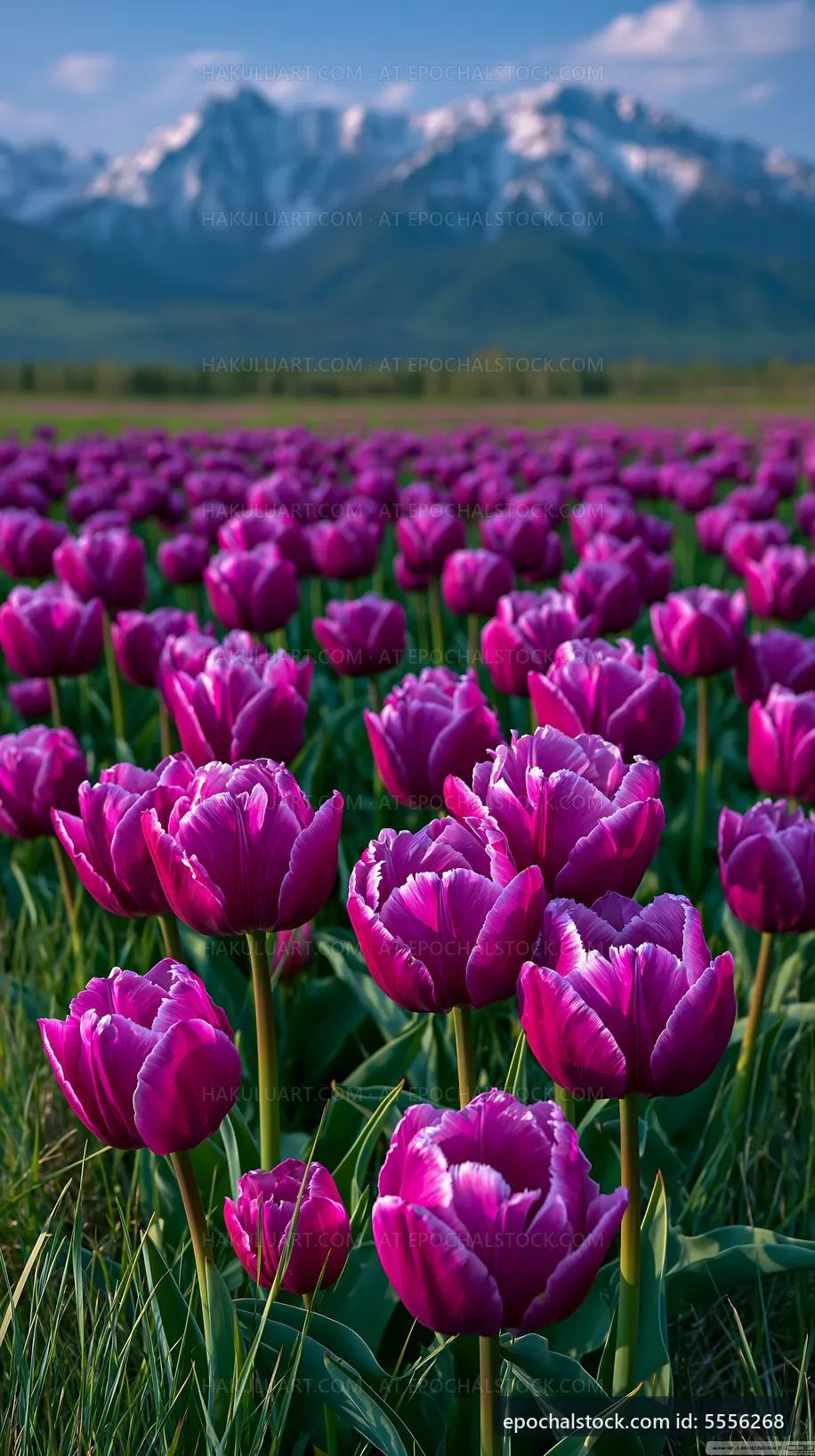 Purple tulip field under cloudy sky in springtime