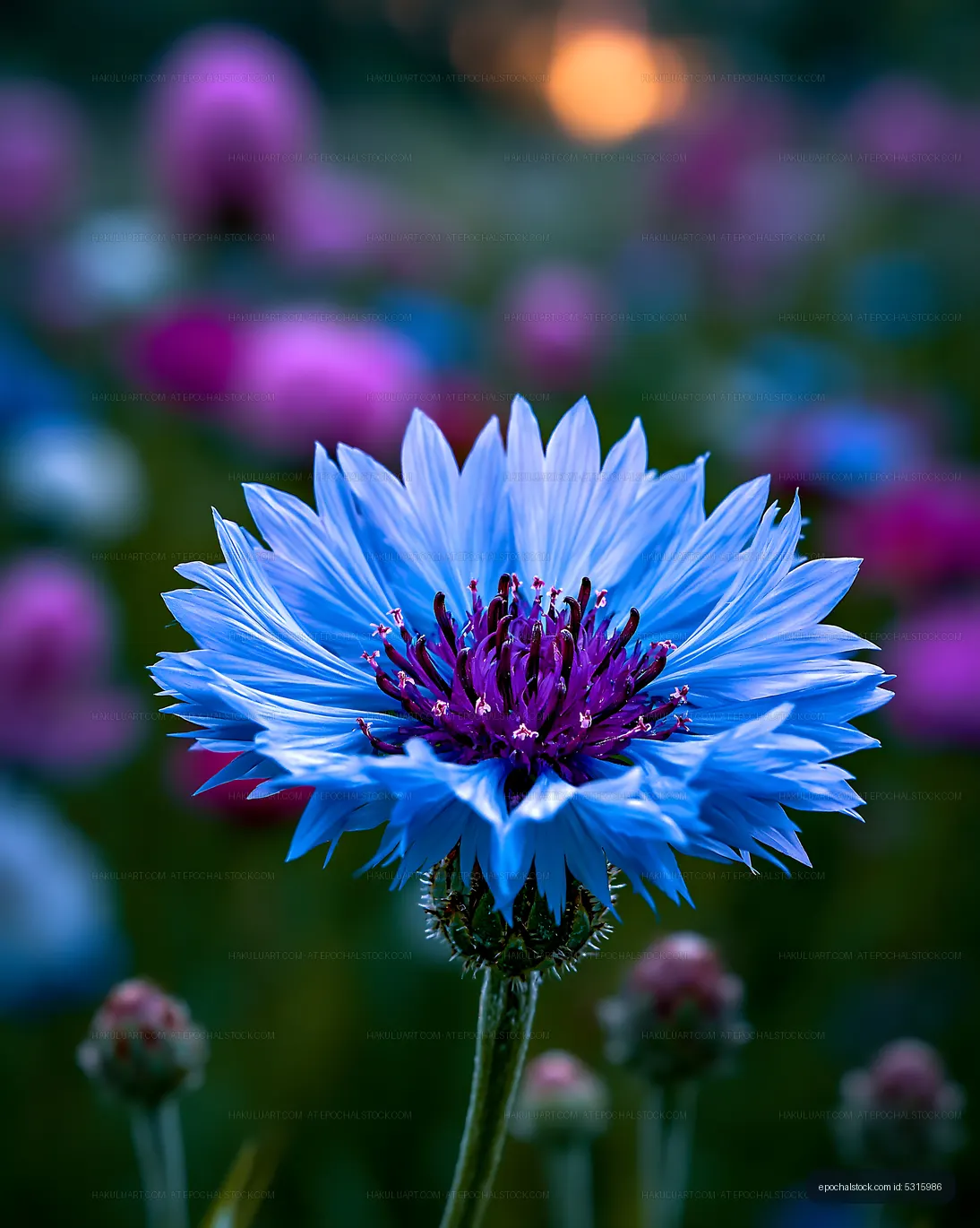 Bright blue flower in a vibrant field during sunset