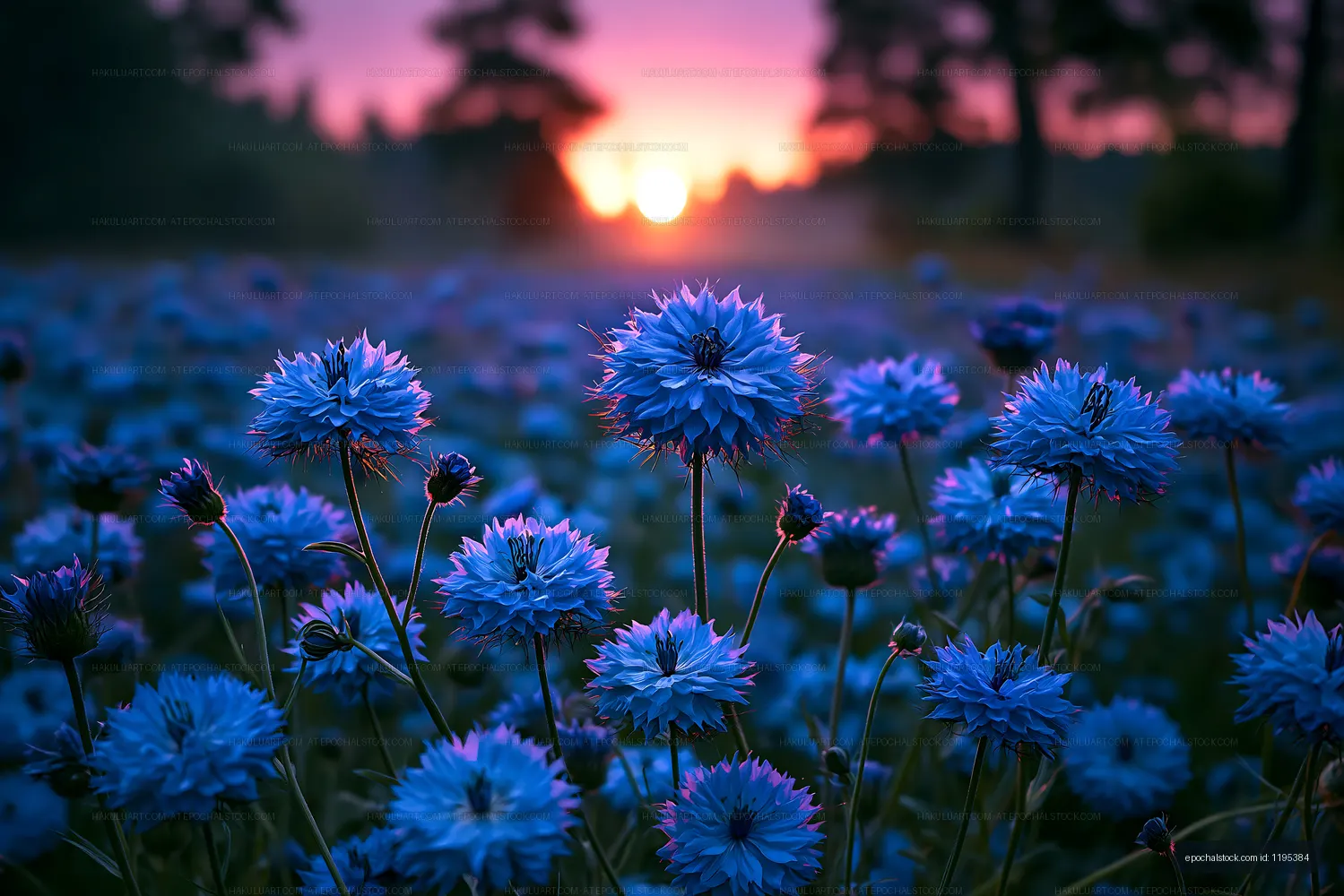 Blue flowers in a field during sunset in a rural area