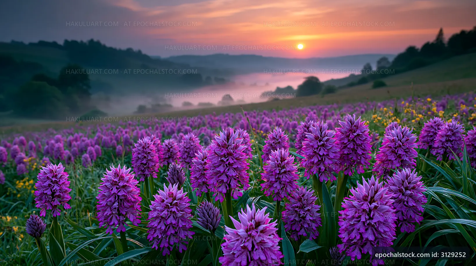 Sunrise over field of purple flowers in the countryside