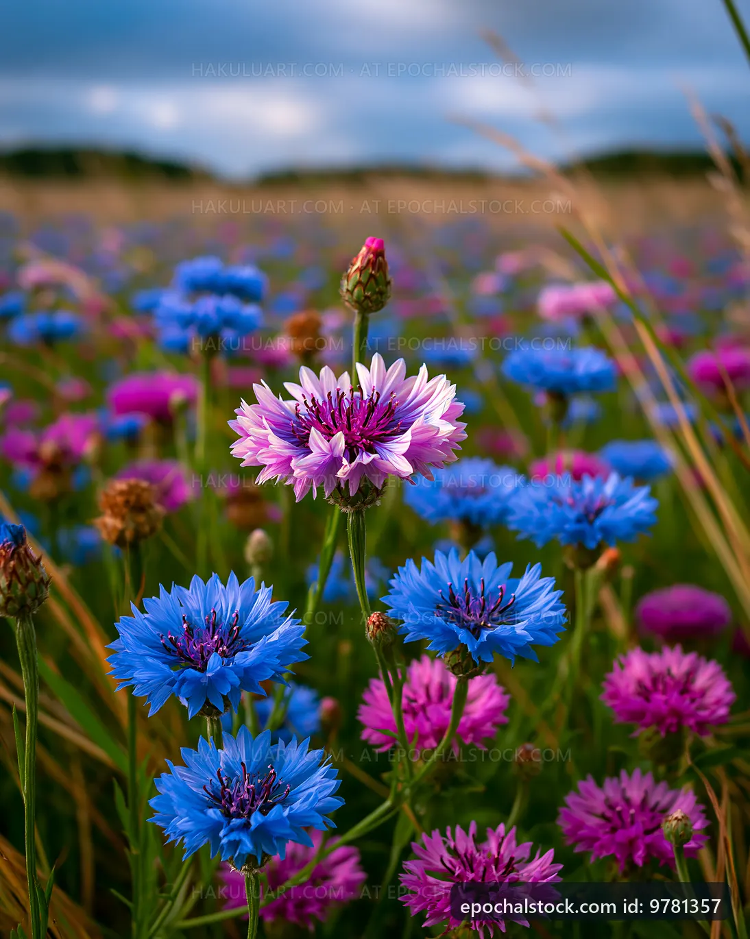 Colorful wildflowers in a grassy field under cloudy sky