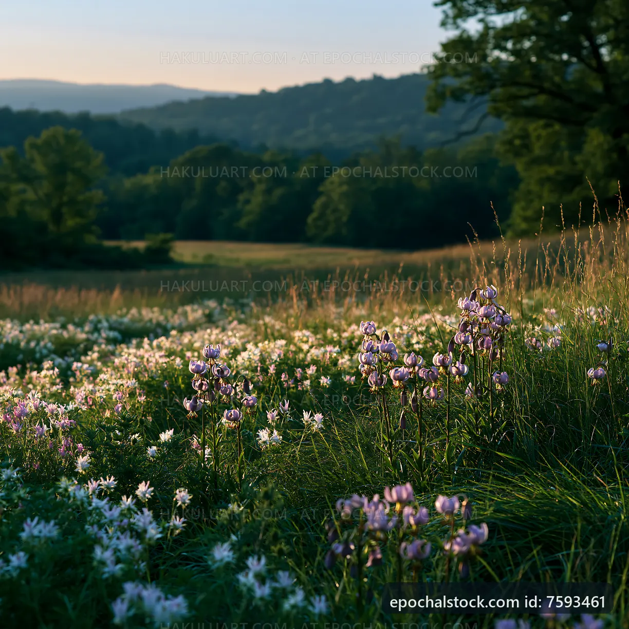 Meadow with wildflowers at sunset near hills